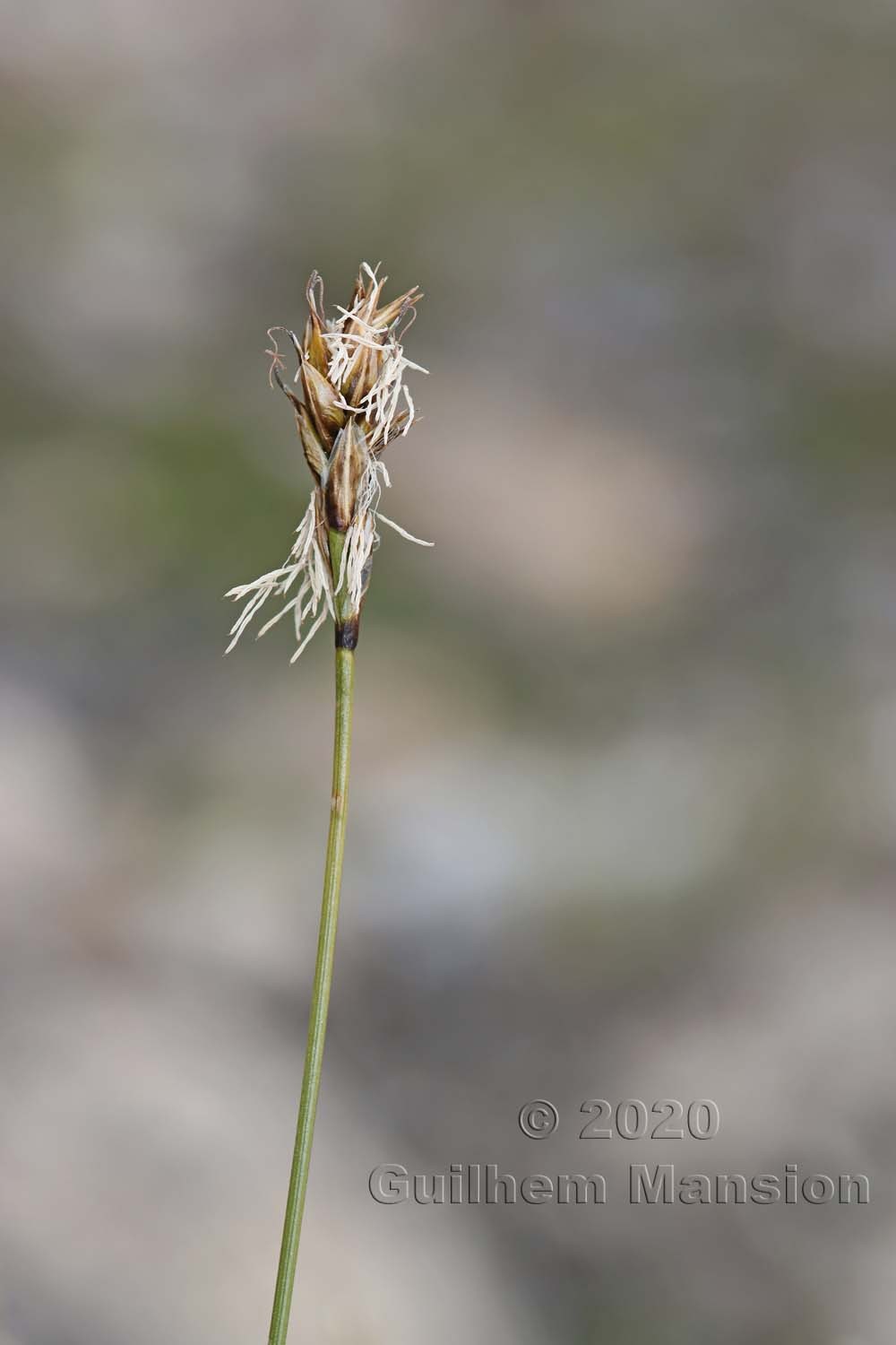 Carex curvula