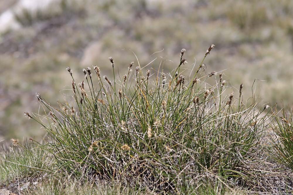 Carex curvula