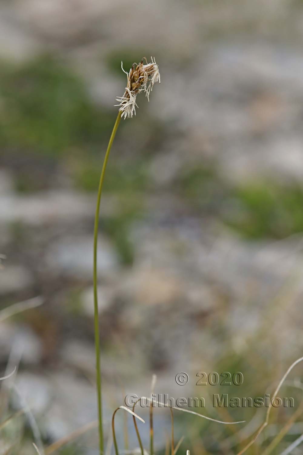 Carex curvula