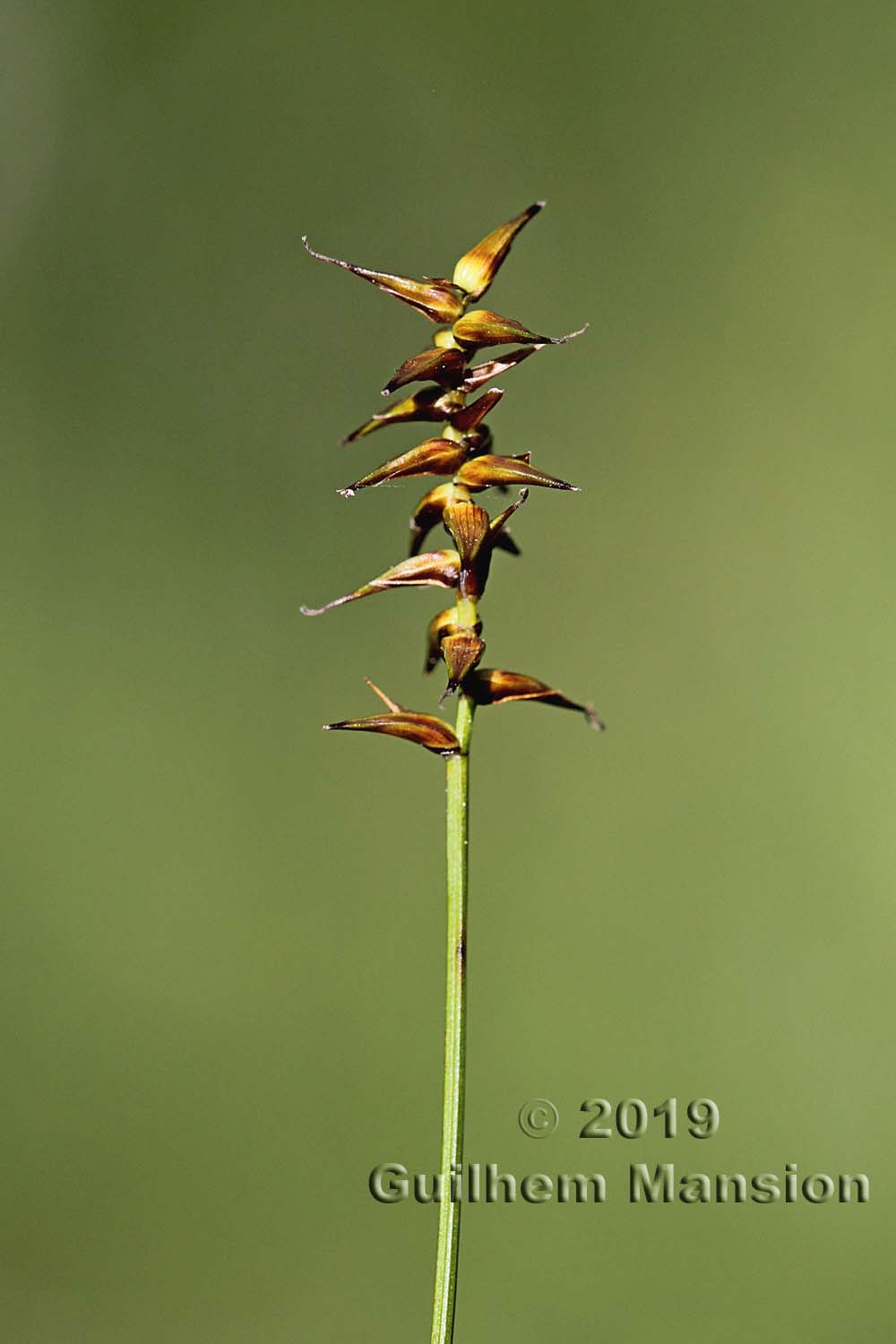 Carex davalliana