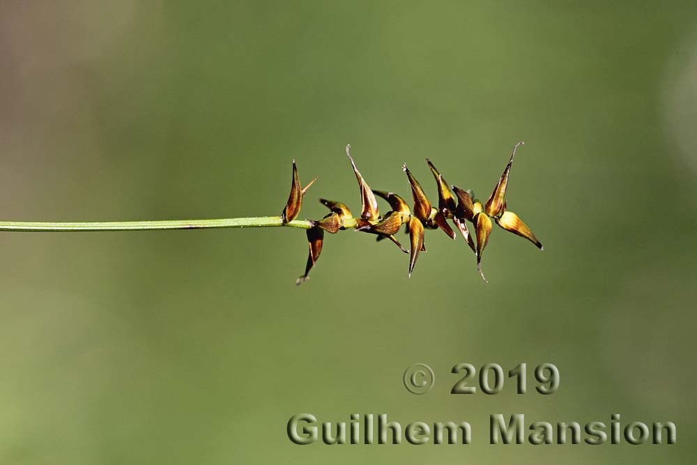 Carex davalliana