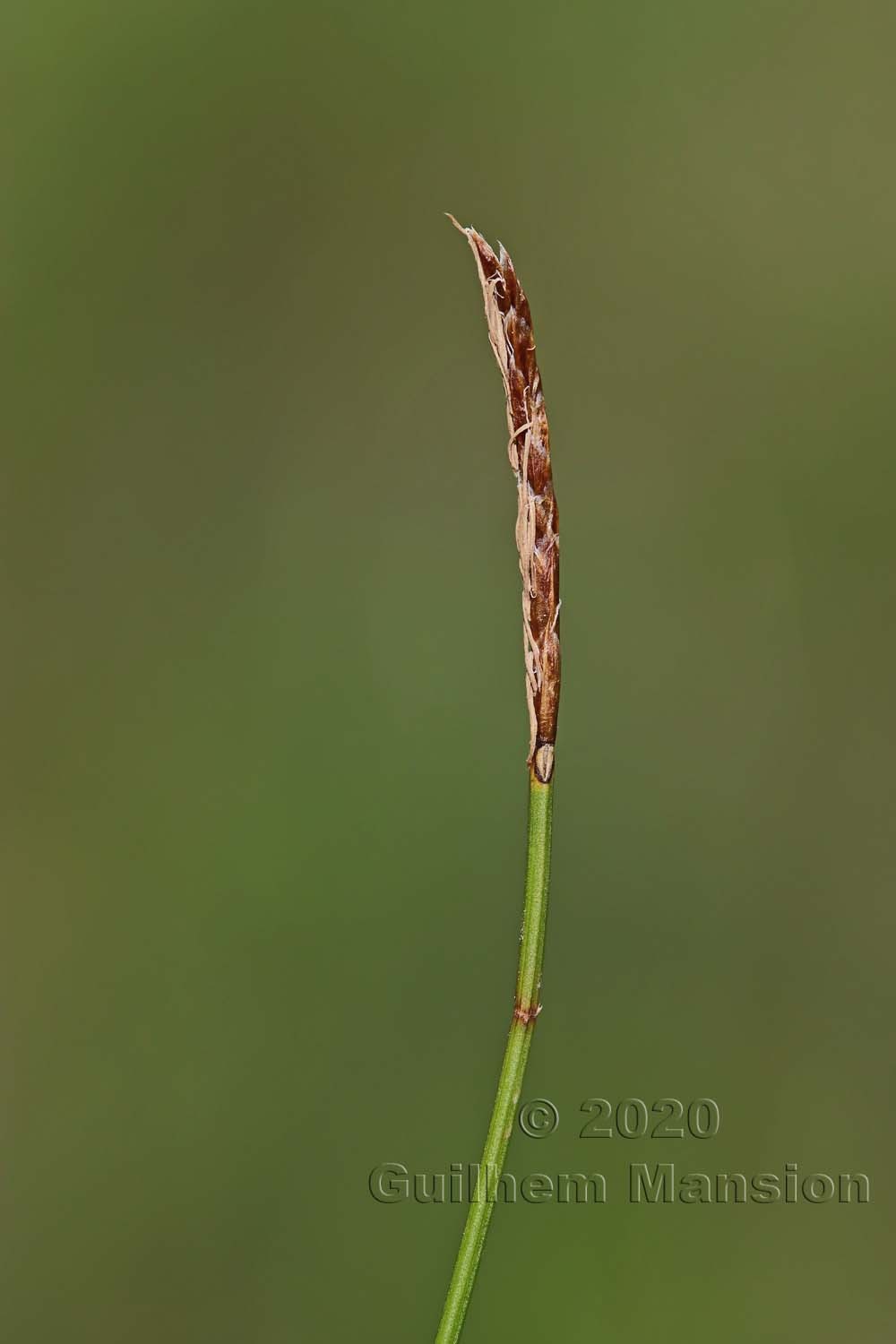 Carex davalliana