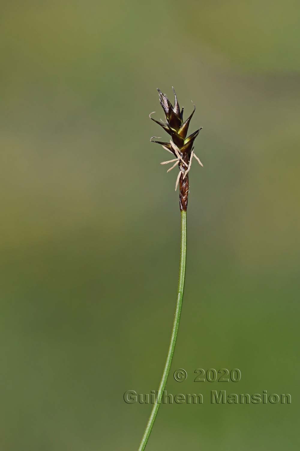 Carex davalliana