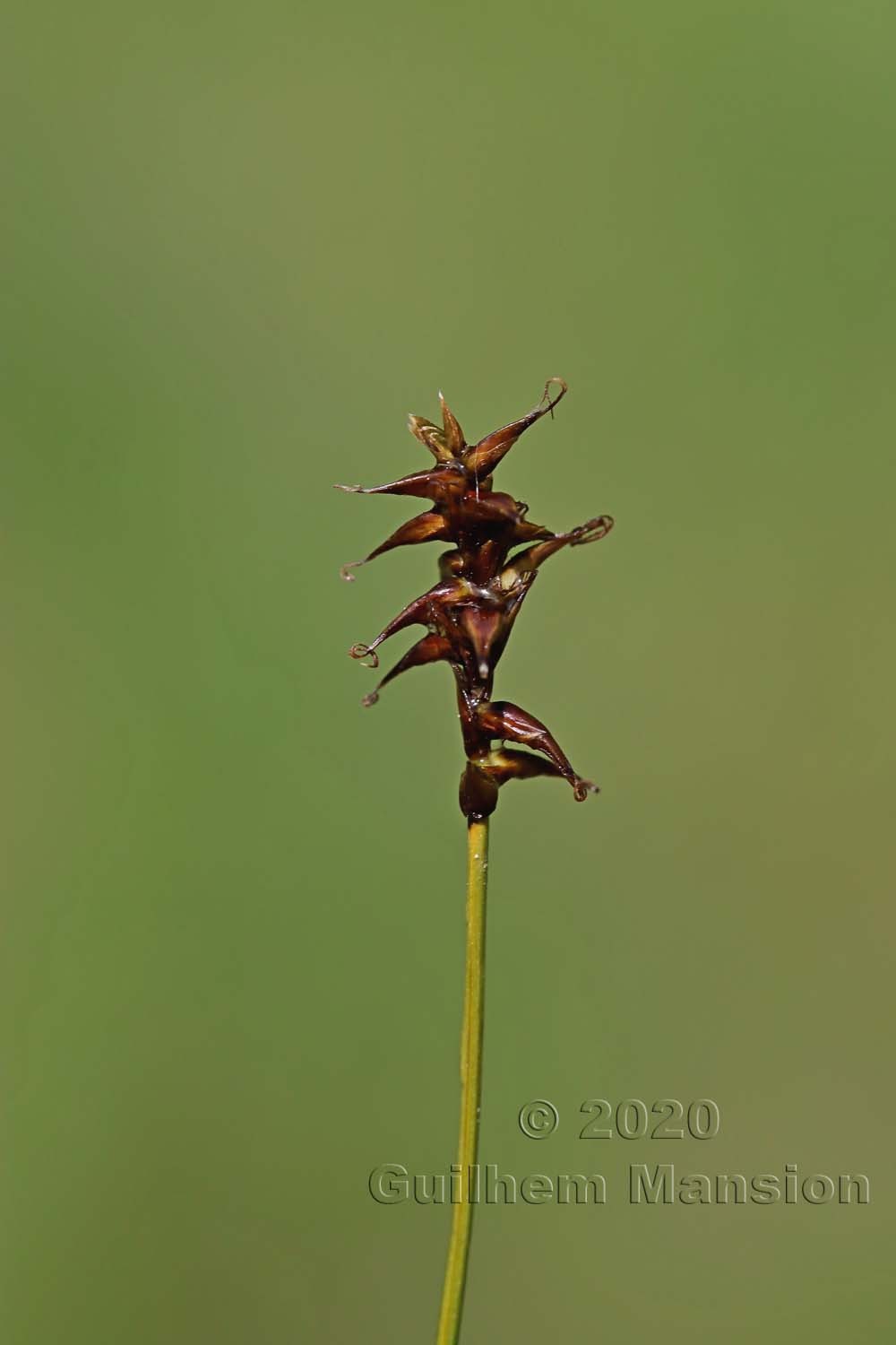 Carex davalliana