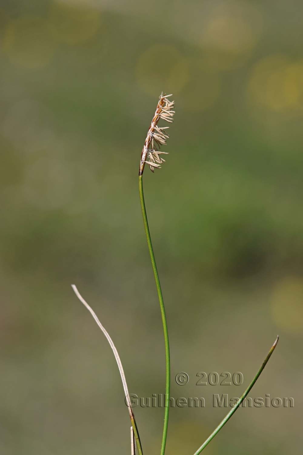 Carex davalliana