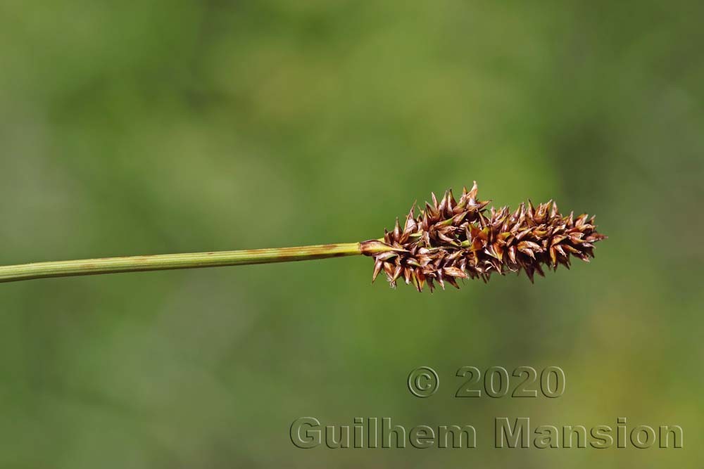 Carex diandra