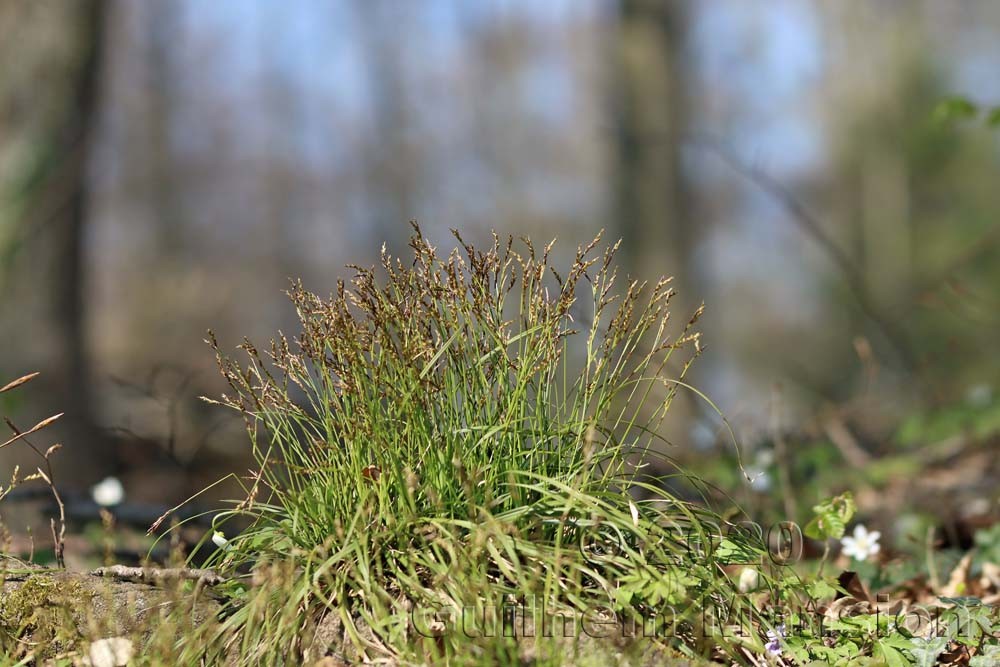 Carex digitata