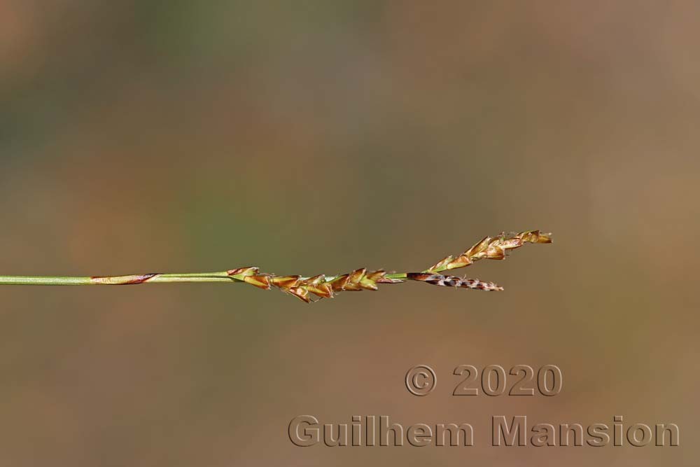 Carex digitata