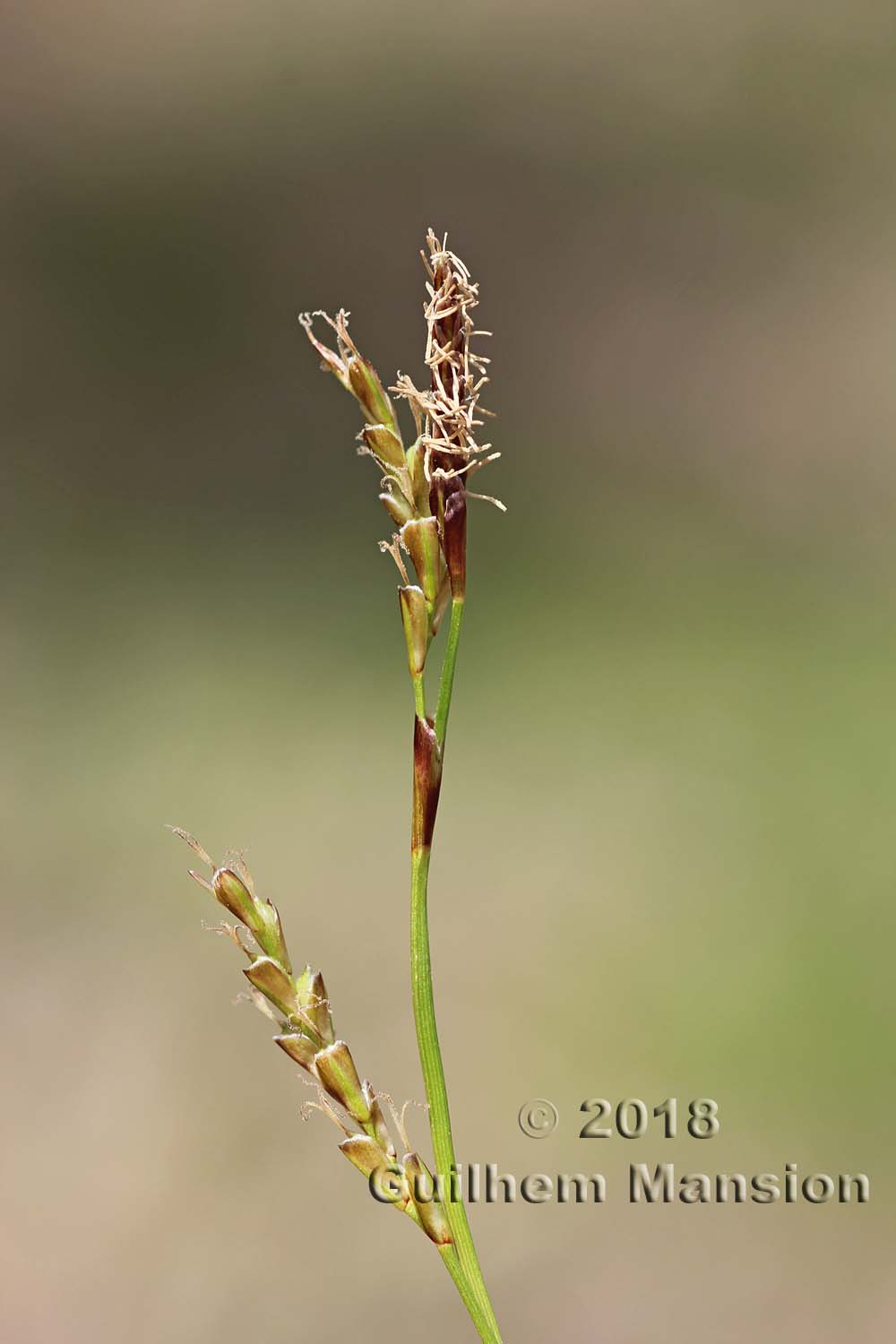 Carex digitata