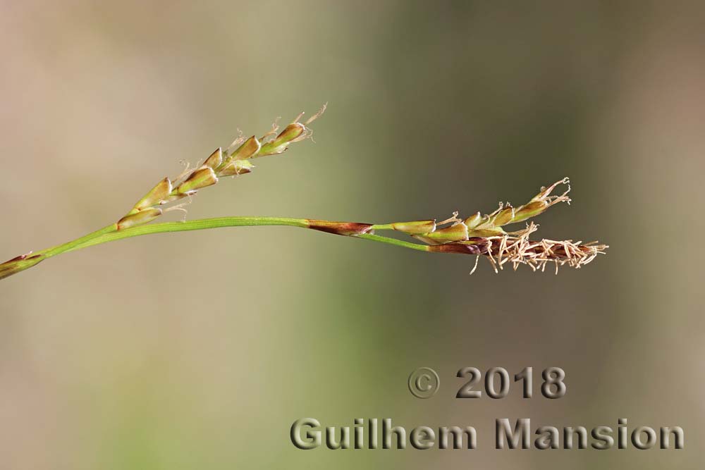 Carex digitata