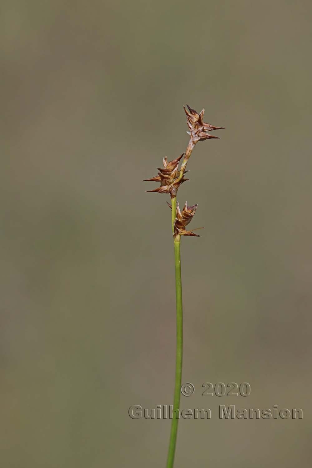 Carex echinata