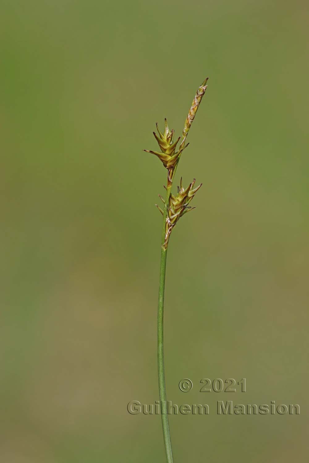 Carex echinata