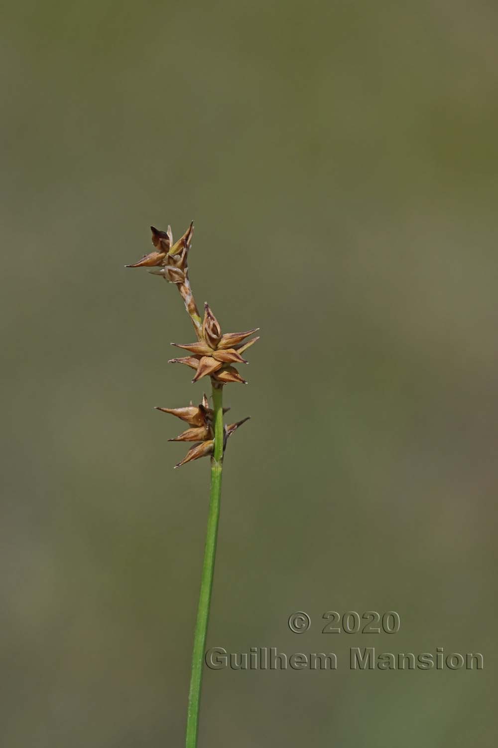 Carex echinata