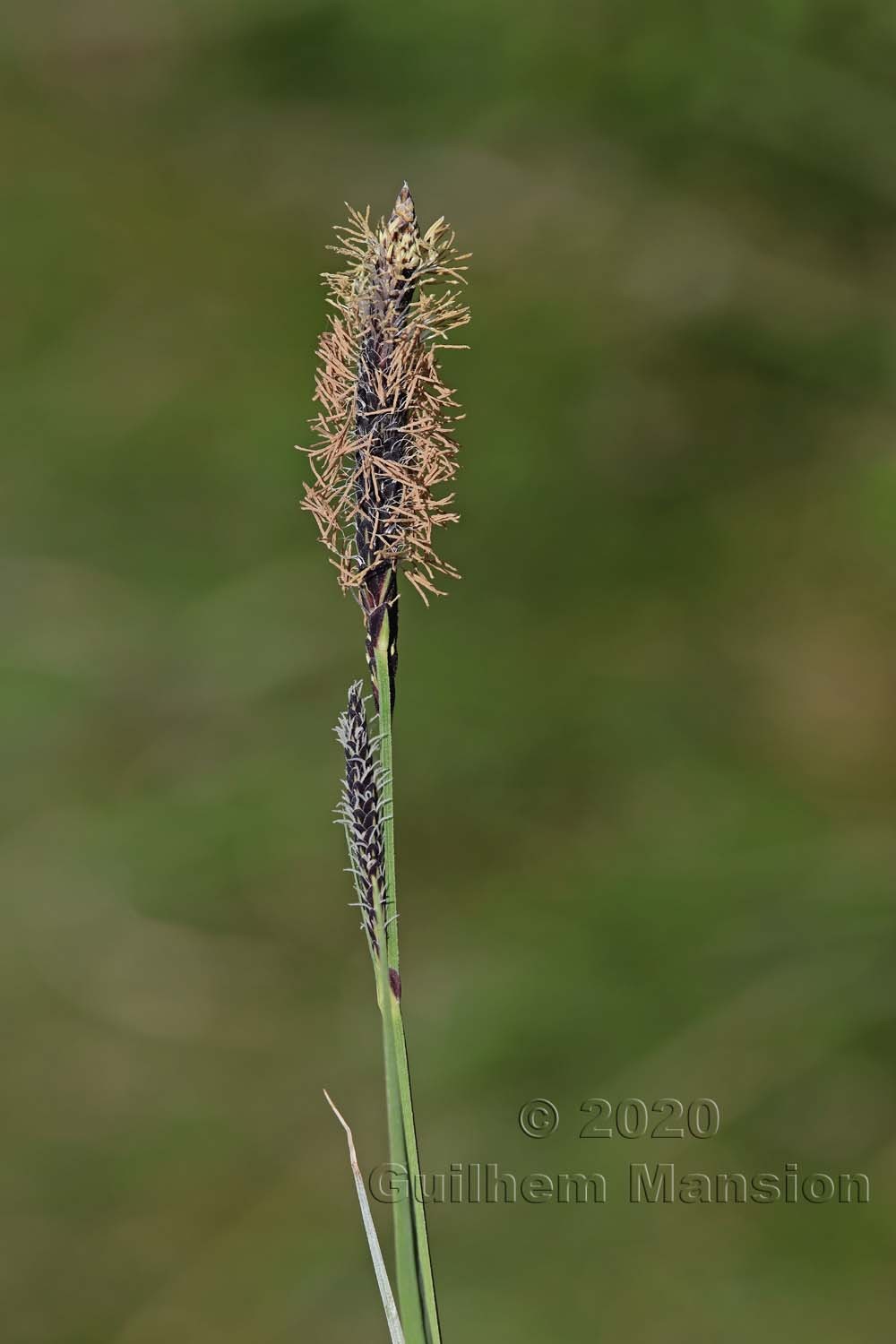 Carex elata