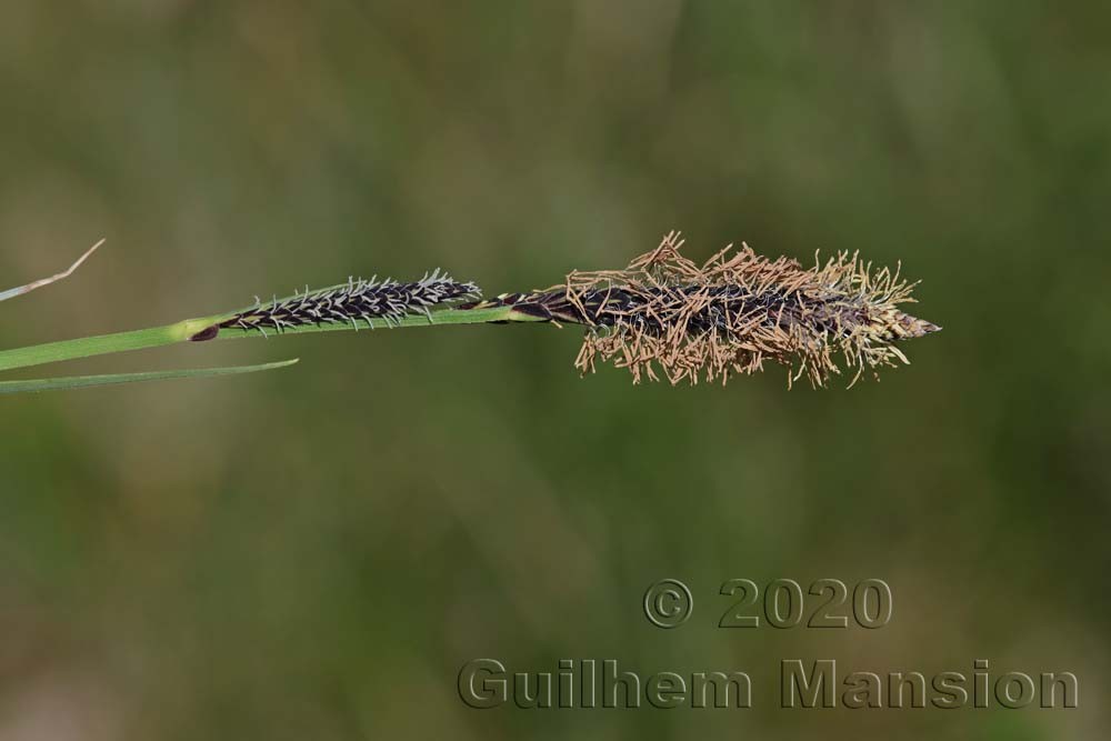 Carex elata