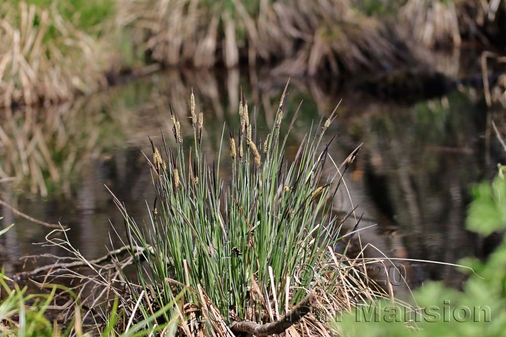 Carex elata