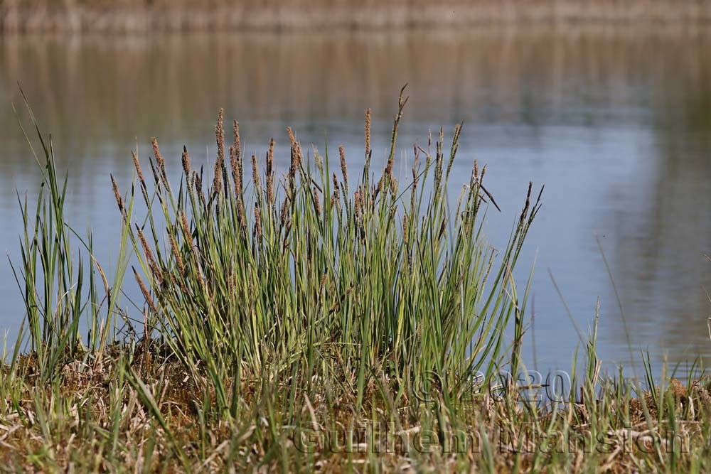 Carex elata