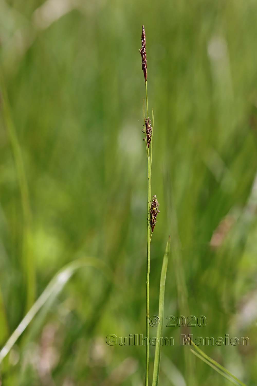 Carex ferruginea
