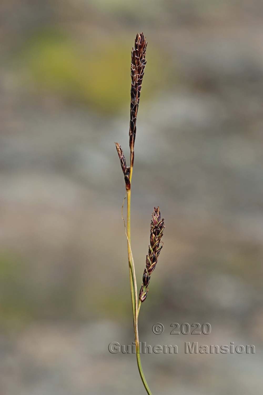 Carex fimbriata