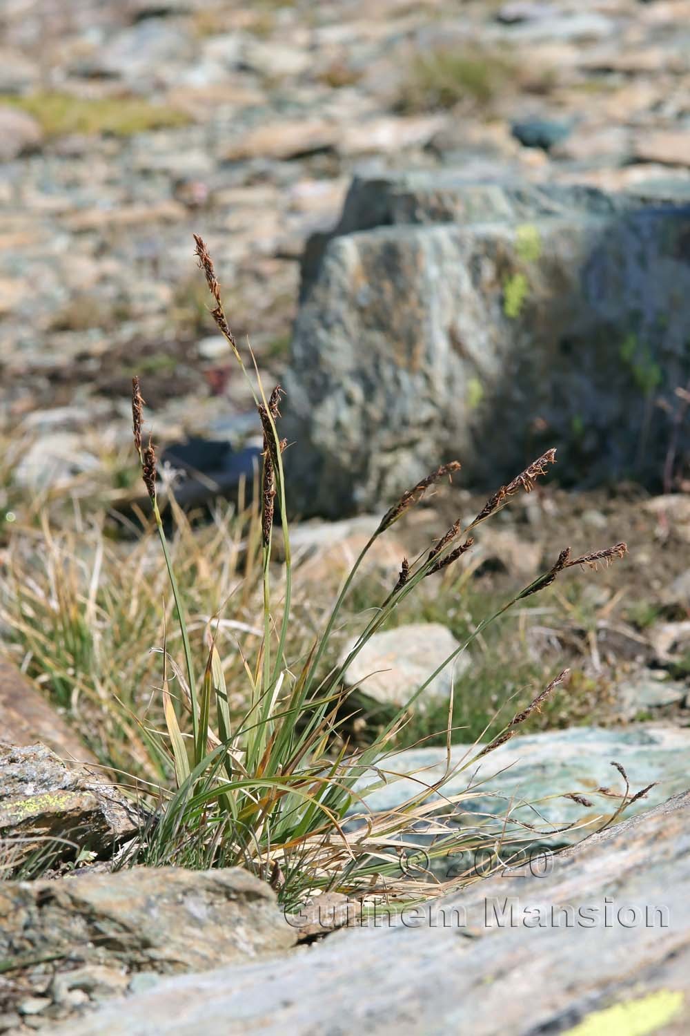 Carex fimbriata