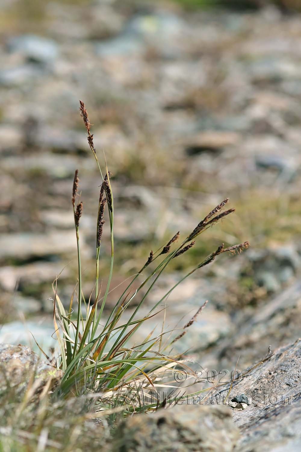 Carex fimbriata