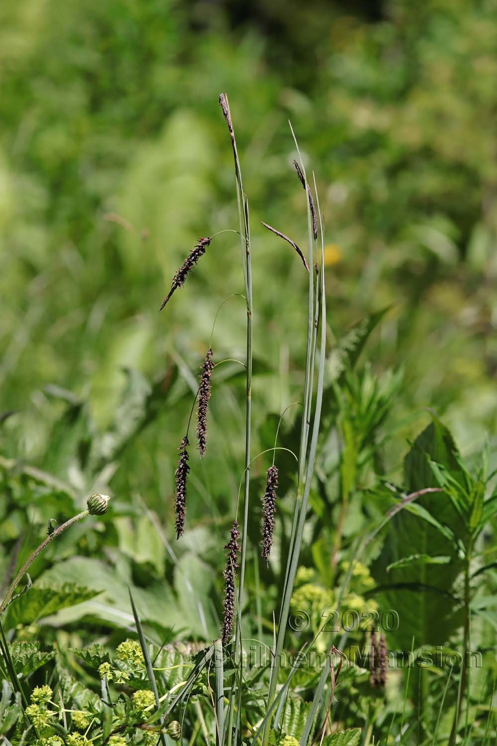 Carex flacca