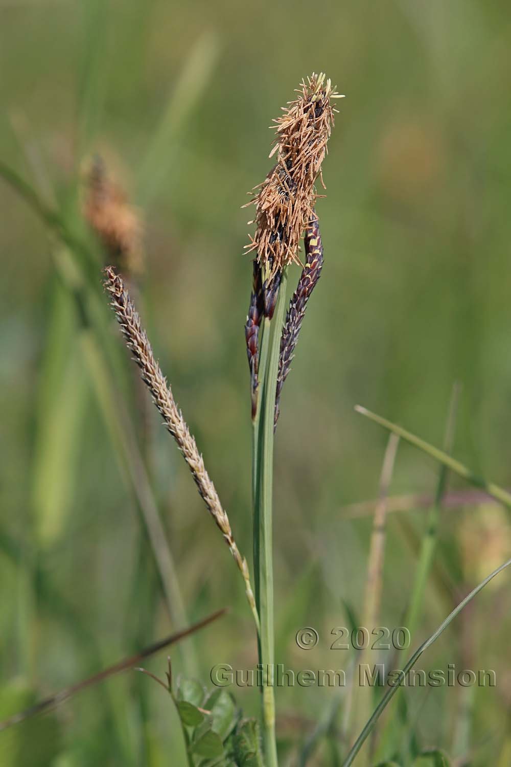 Carex flacca