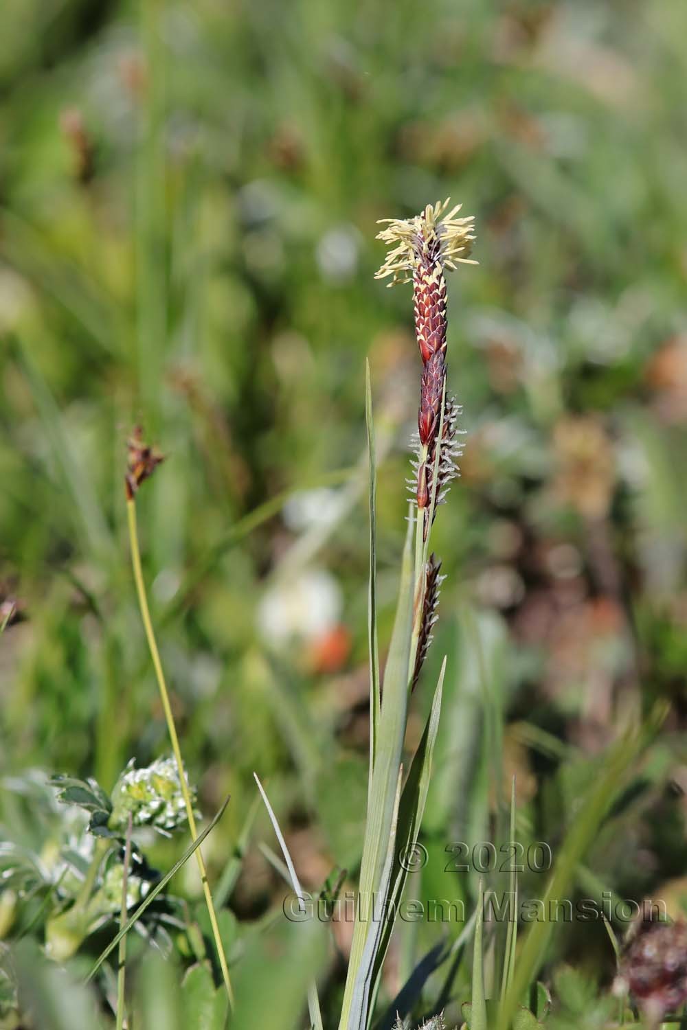 Carex flacca