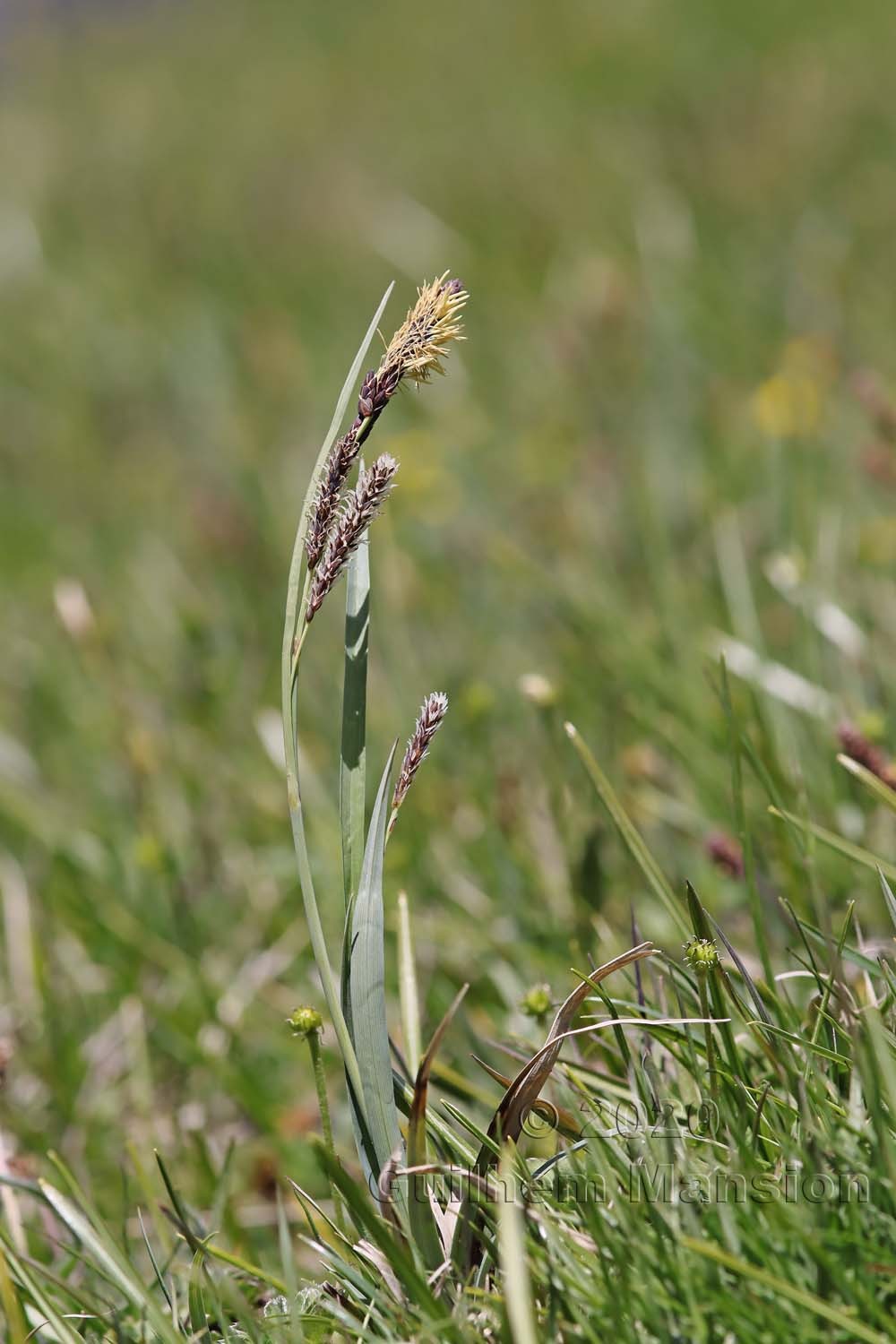 Carex flacca