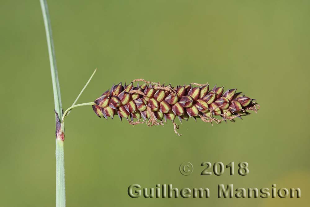 Carex flacca