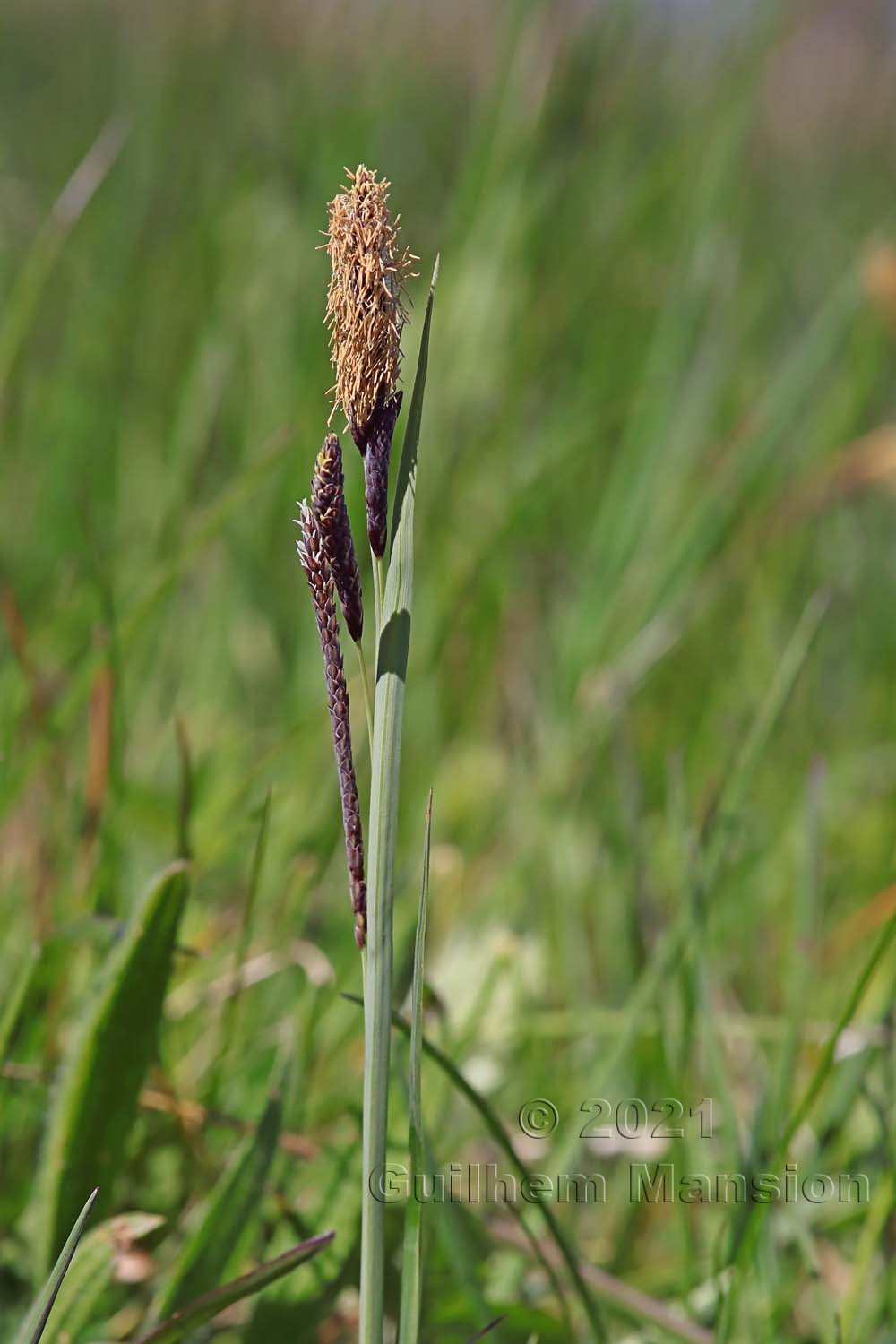 Carex flacca