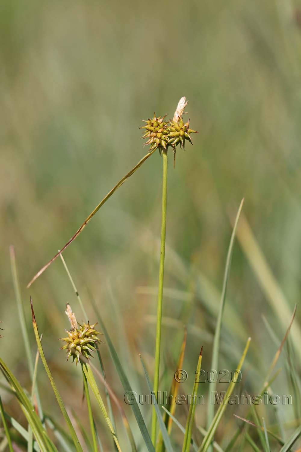 Carex flava