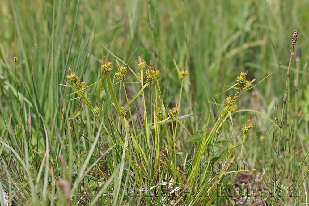 Carex flava