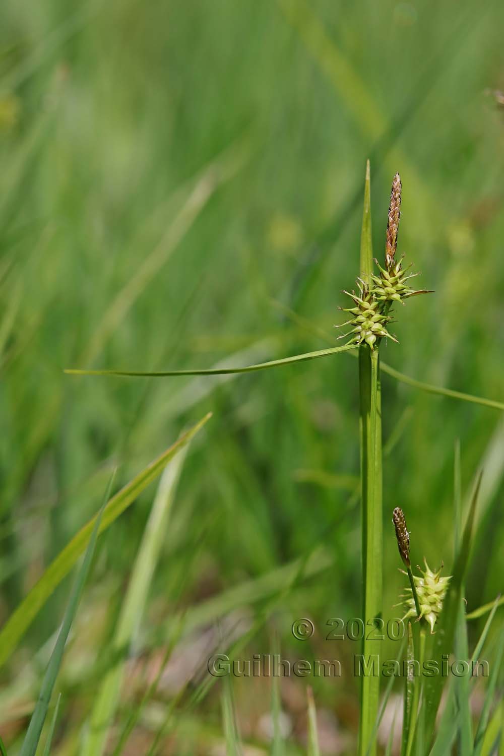 Carex flava