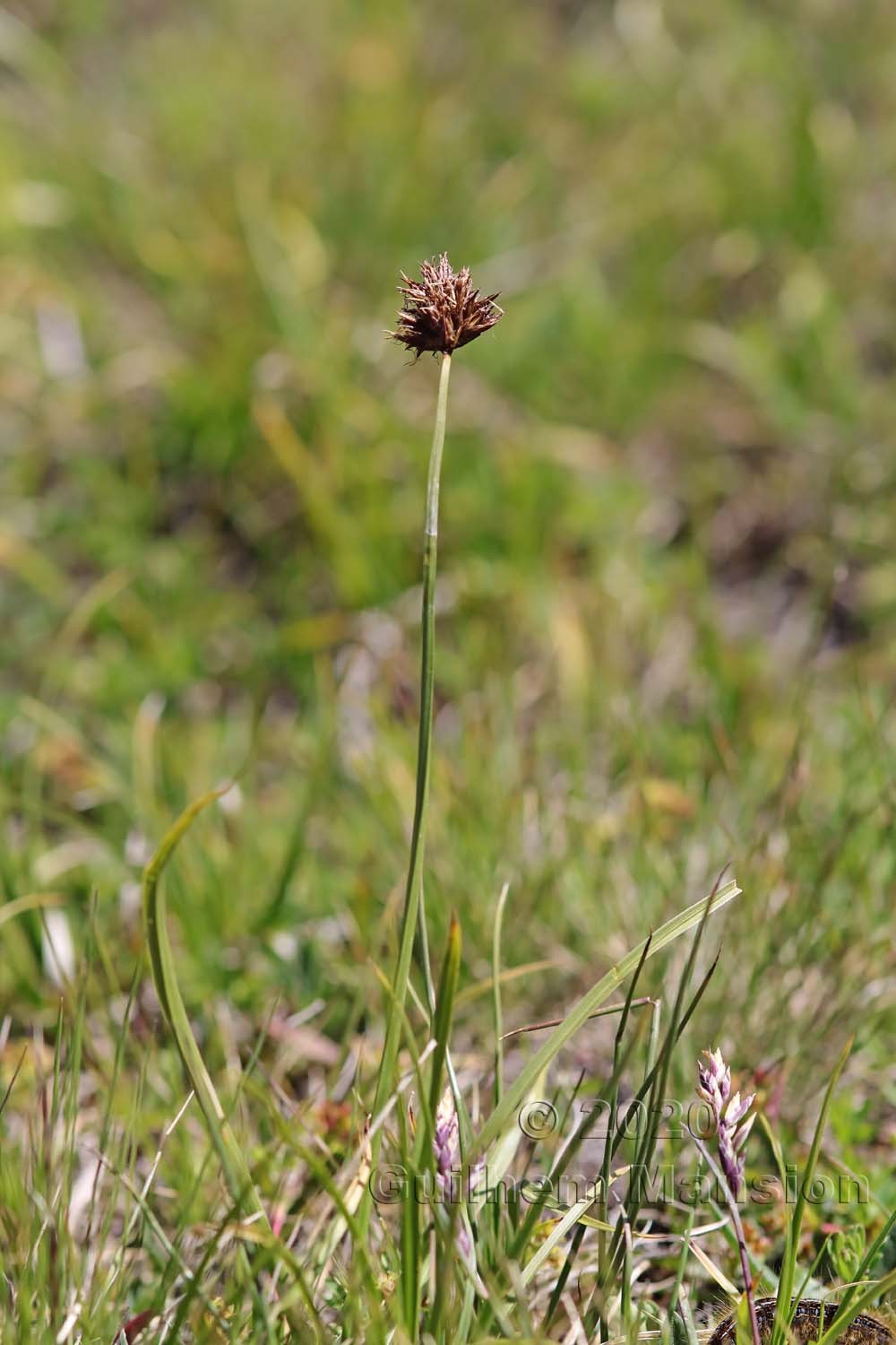 Carex foetida