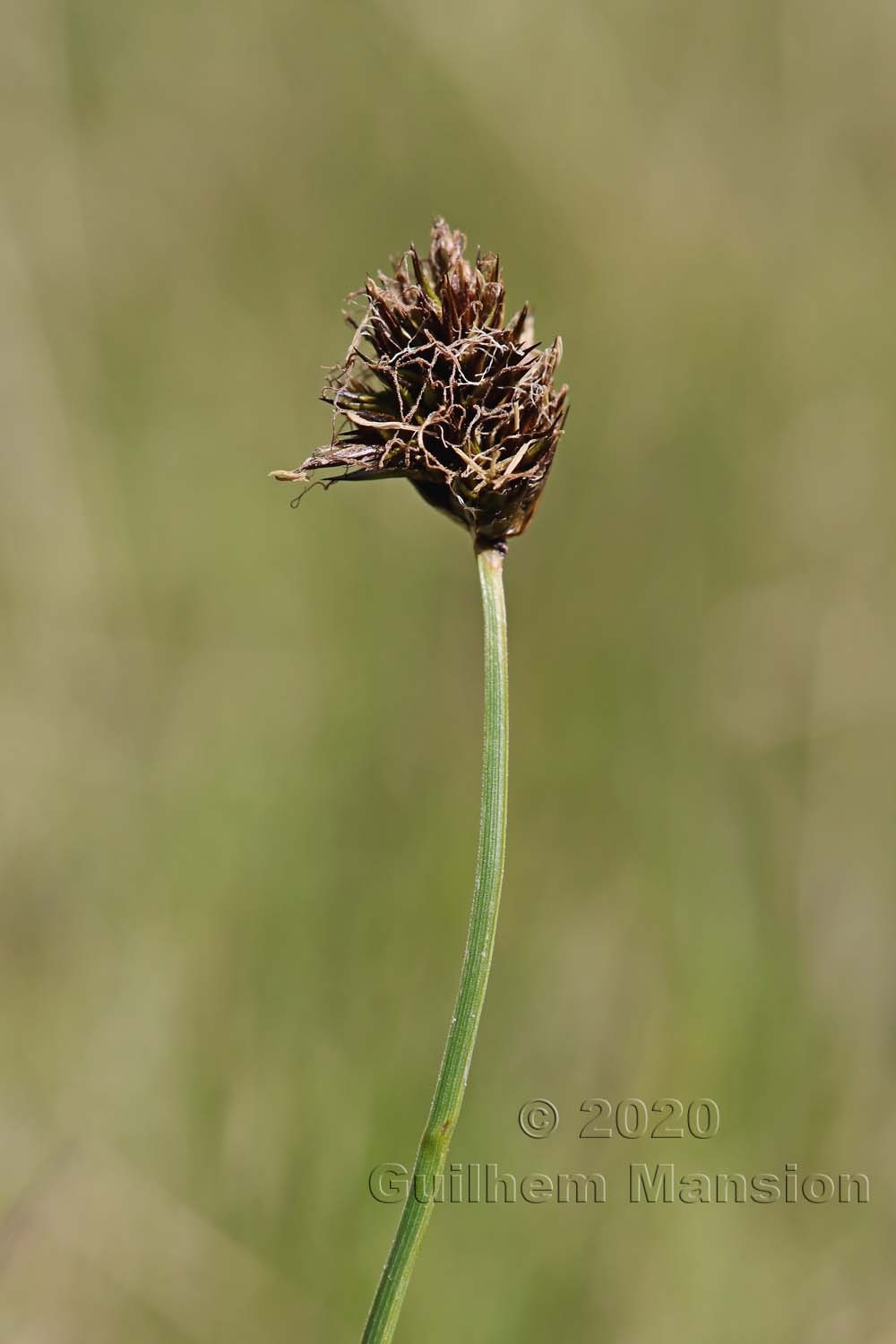 Carex foetida