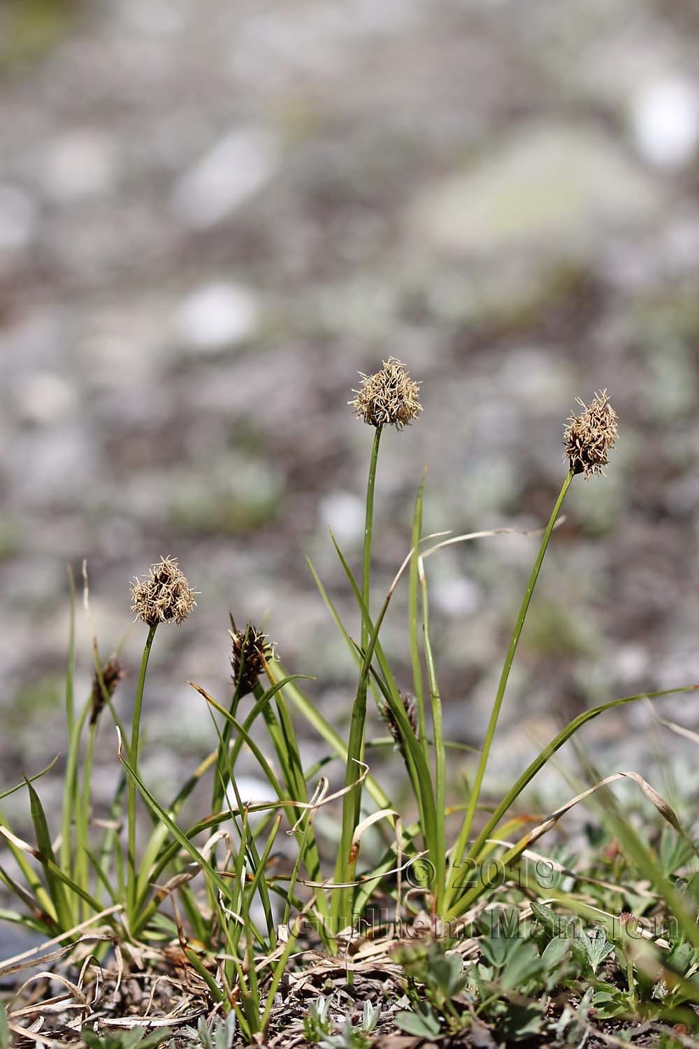 Carex foetida