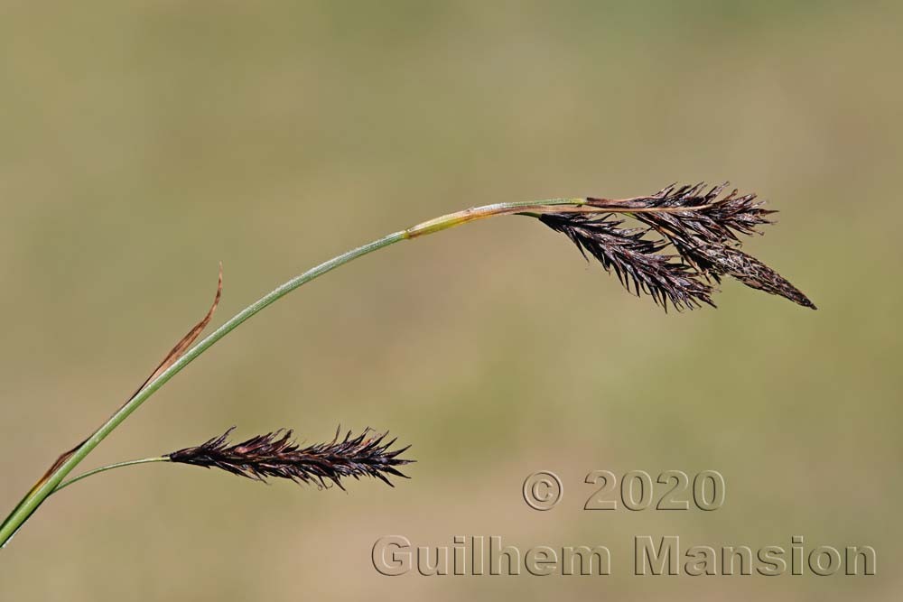 Carex frigida