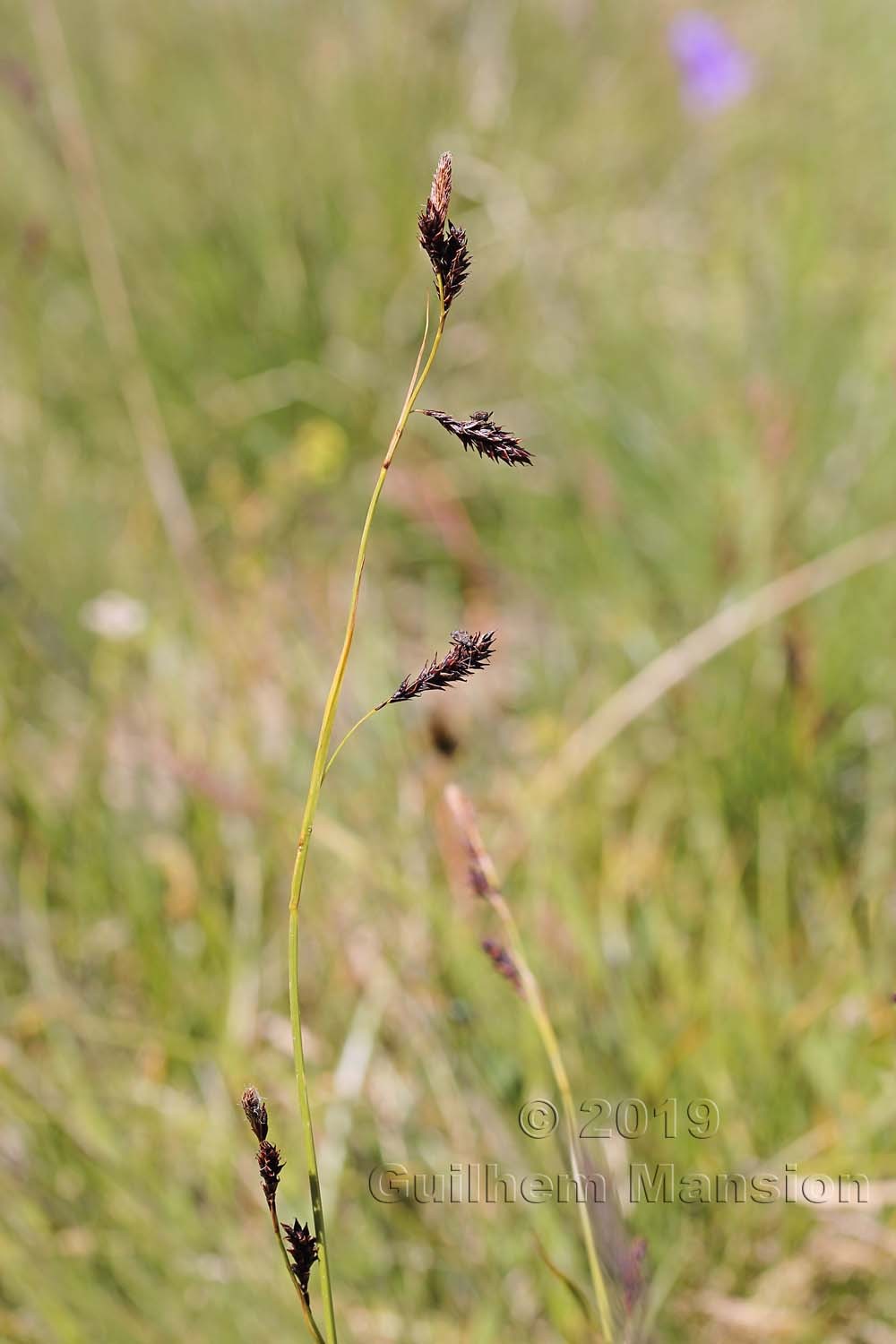 Carex frigida