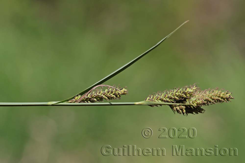 Carex hartmanii