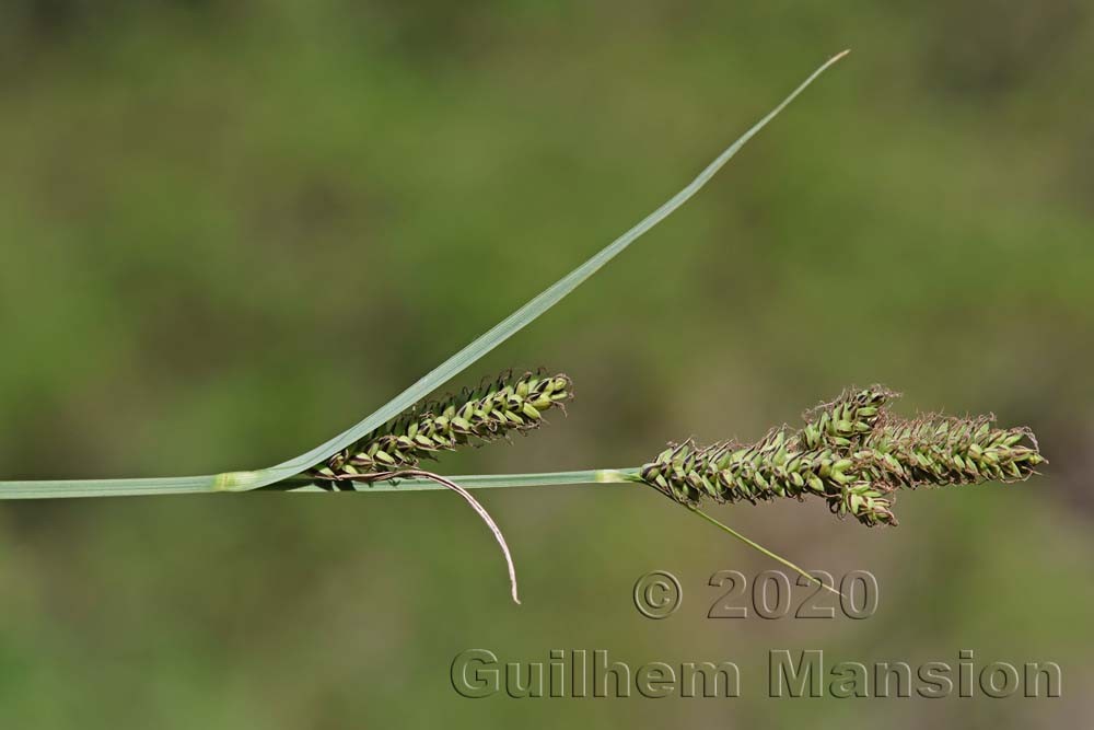 Carex hartmanii