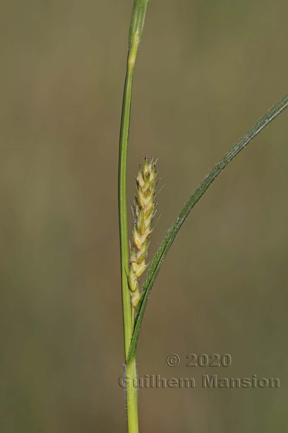 Carex hirta