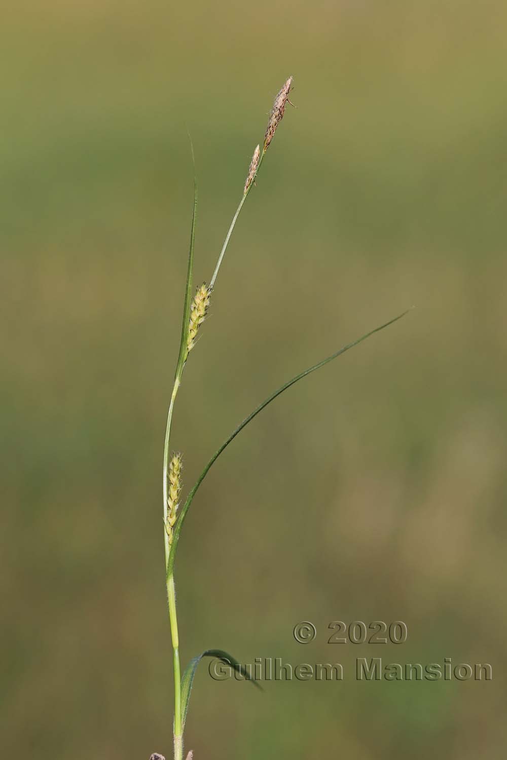 Carex hirta