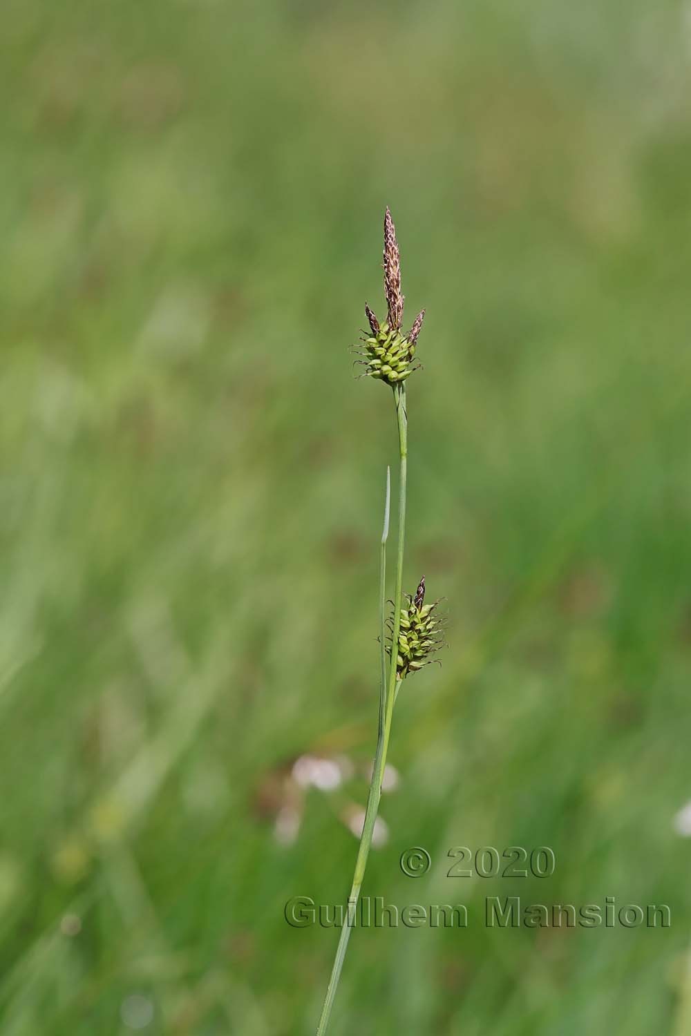 Carex hostiana