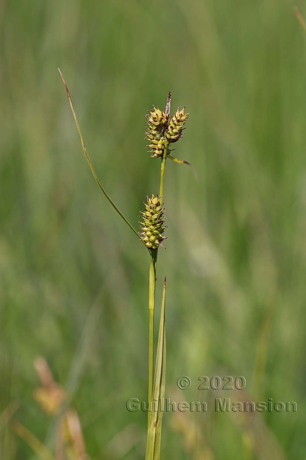 Carex hostiana