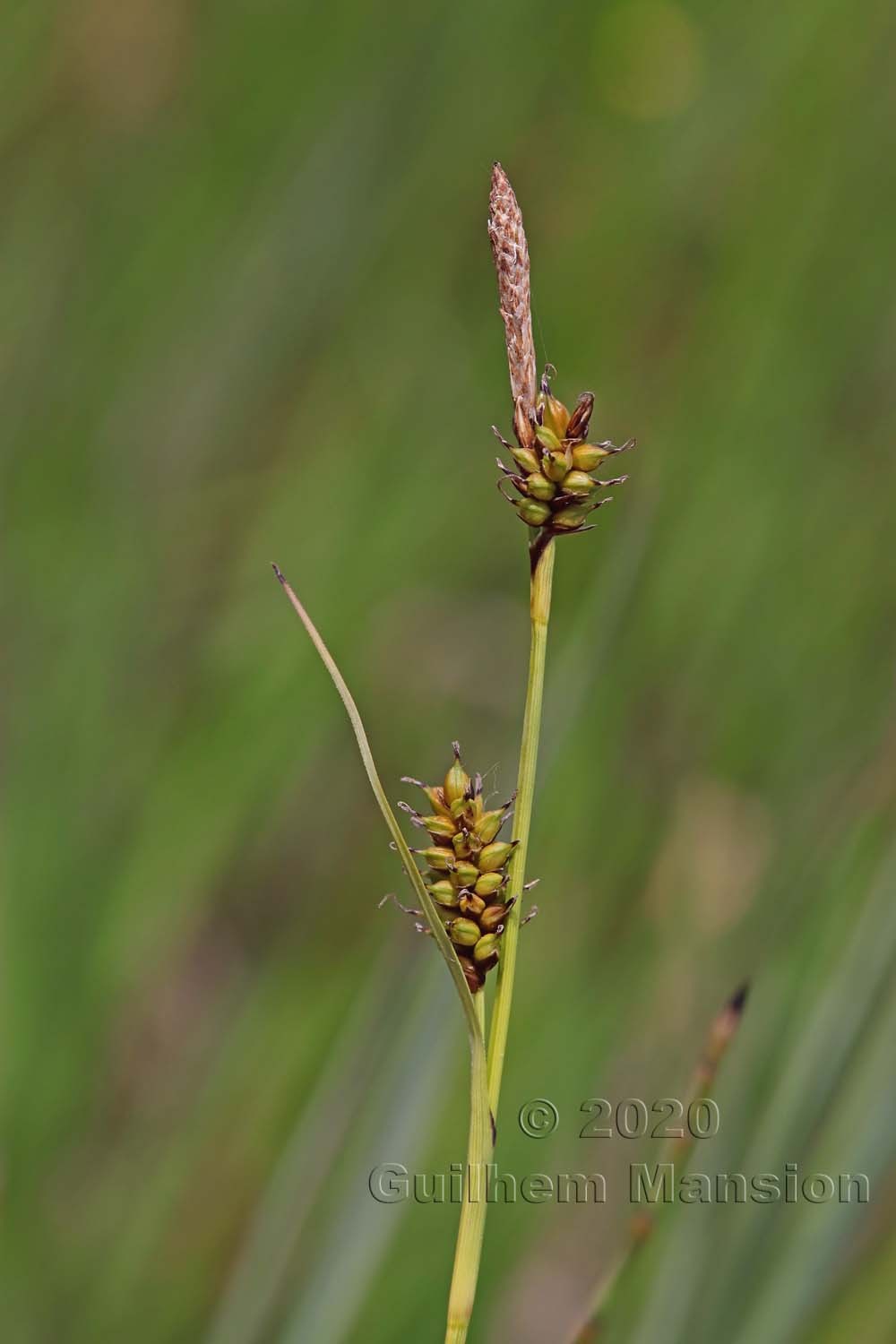 Carex hostiana