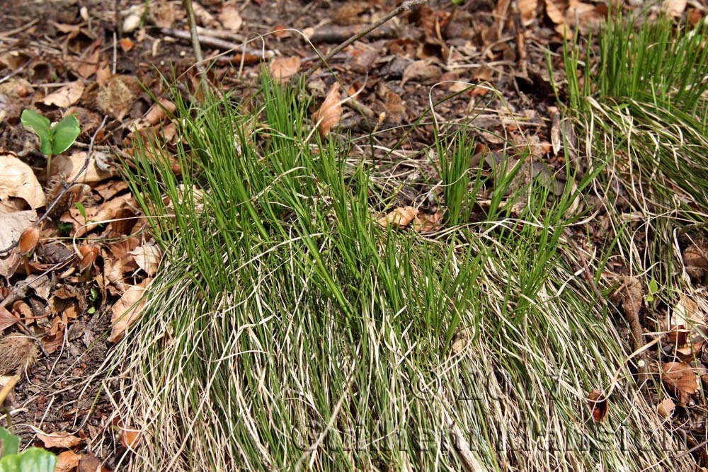 Carex humilis