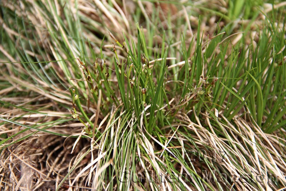 Carex humilis