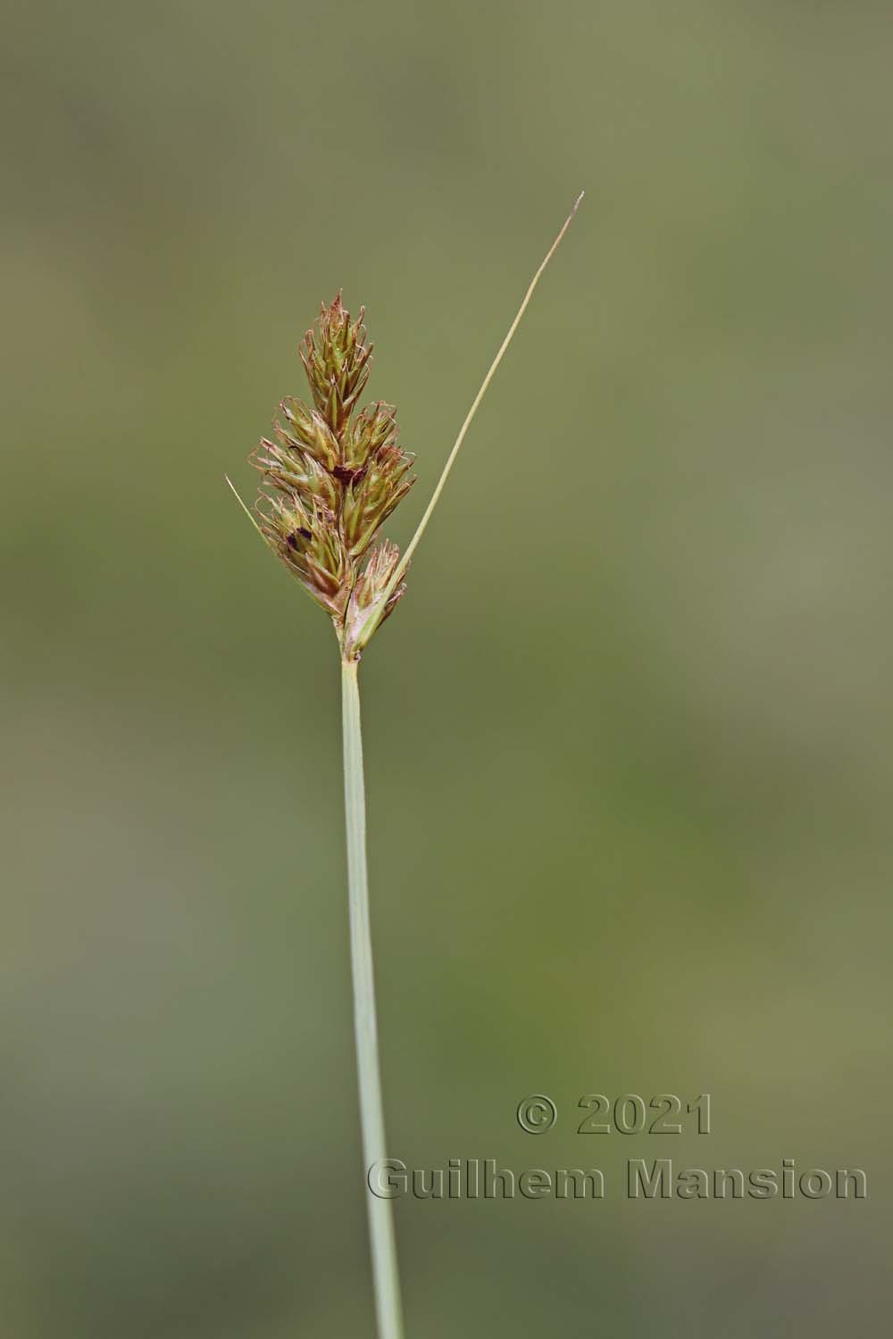 Carex leporina