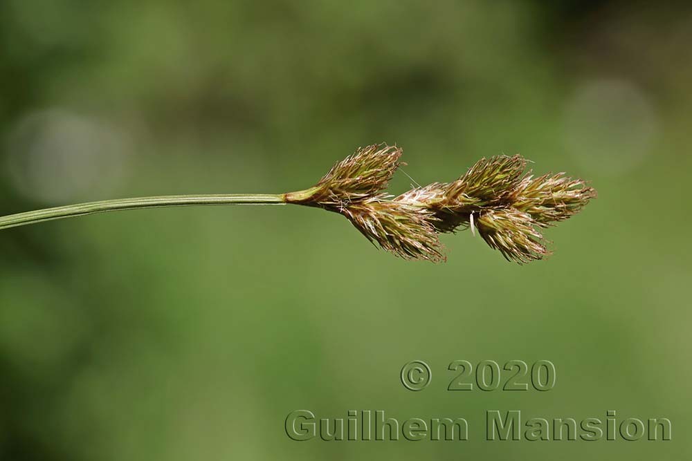 Carex leporina